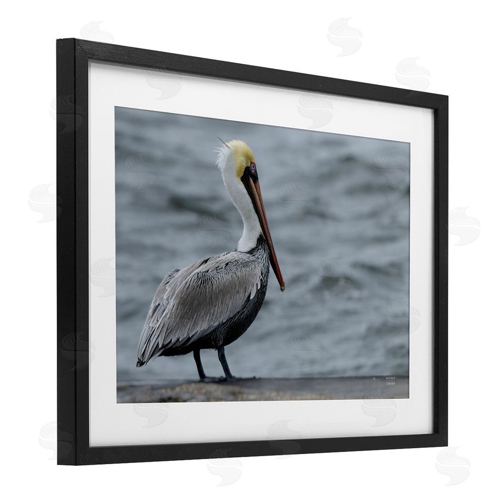 Nathan Larson Pelican Watch Photography Black Framed Print Under Glass Wall Art