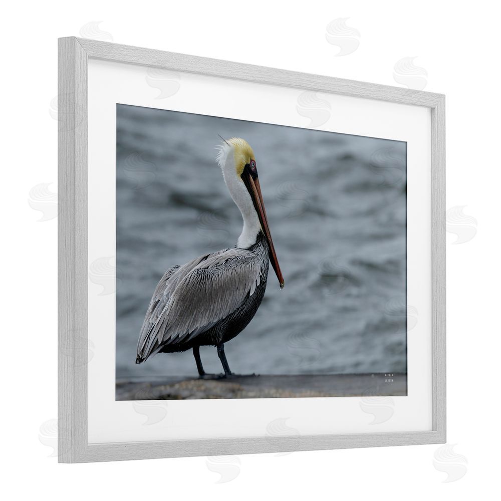Nathan Larson Pelican Watch Photography Gray Framed Print Under Glass Wall Art