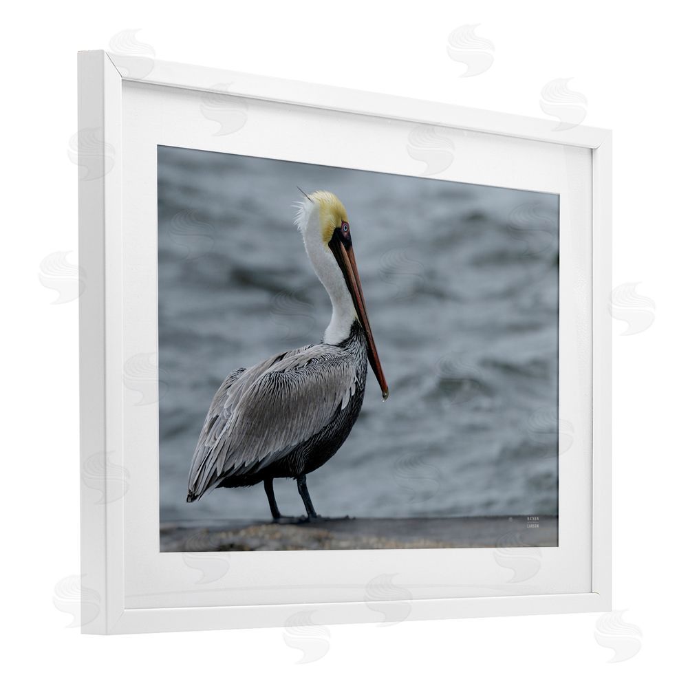 Nathan Larson Pelican Watch Photography White Framed Print Under Glass Wall Art