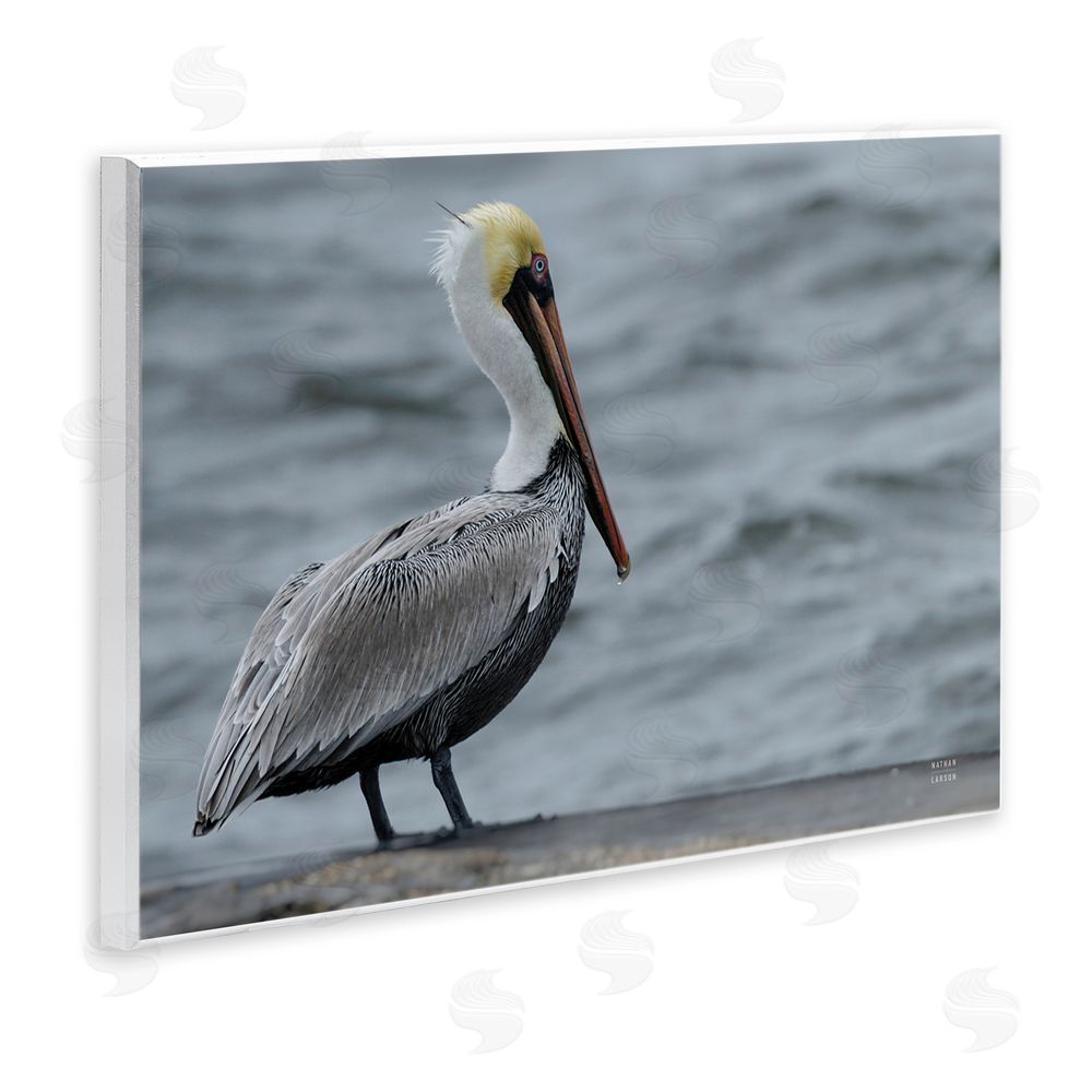 Nathan Larson Pelican Watch Photography Wall Plaque Art Print