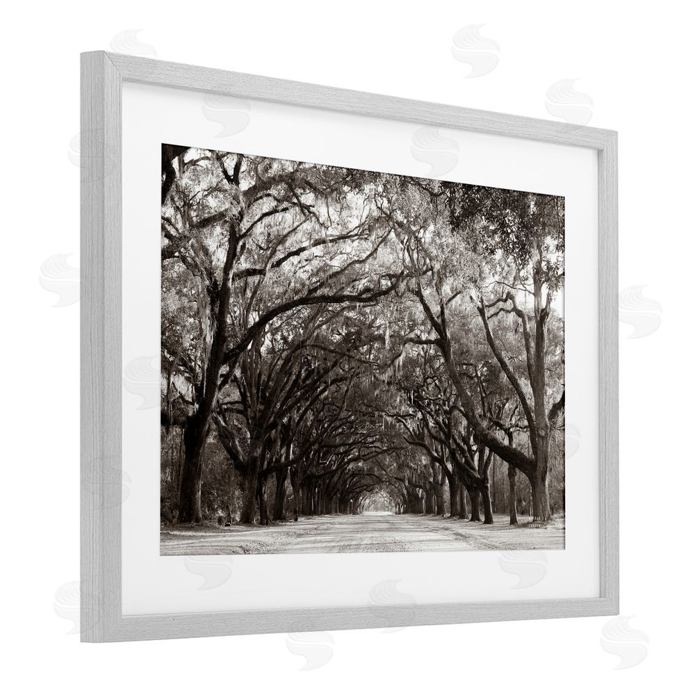 Nathan Larson Georgia Stroll Tree Tunnel Gray Framed Print Under Glass Wall Art