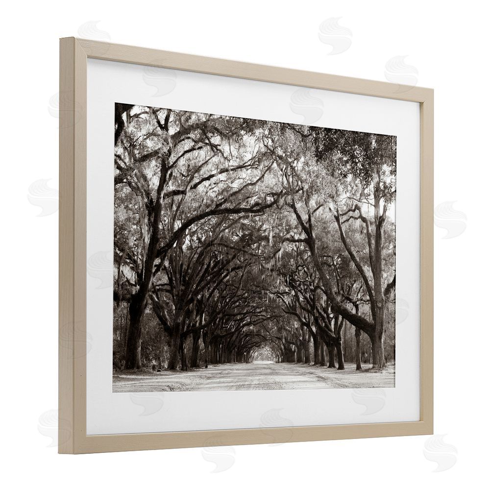 Nathan Larson Georgia Stroll Tree Tunnel Birch Framed Print Under Glass Wall Art