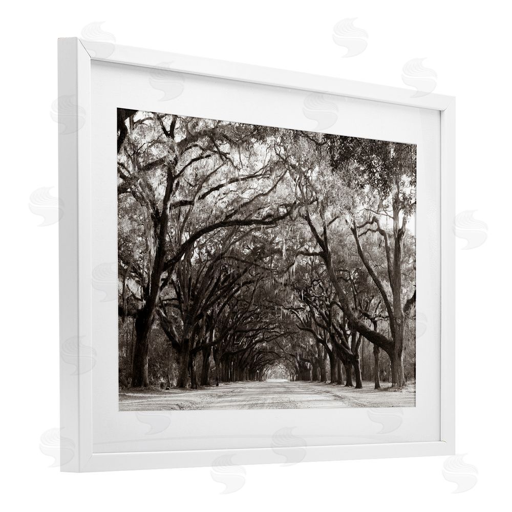 Nathan Larson Georgia Stroll Tree Tunnel White Framed Print Under Glass Wall Art