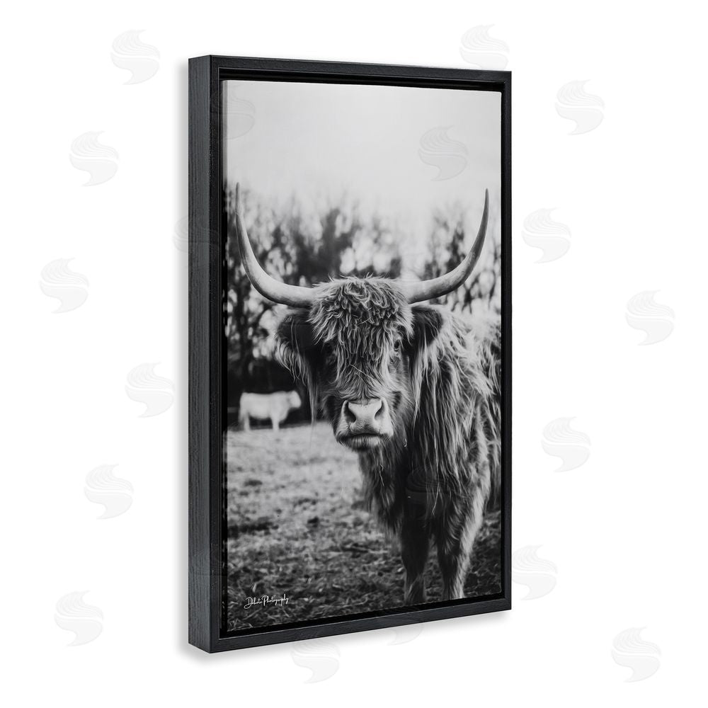 Dakota Diener Peering Highland Cattle Black Floating Frame Canvas Wall Art Print