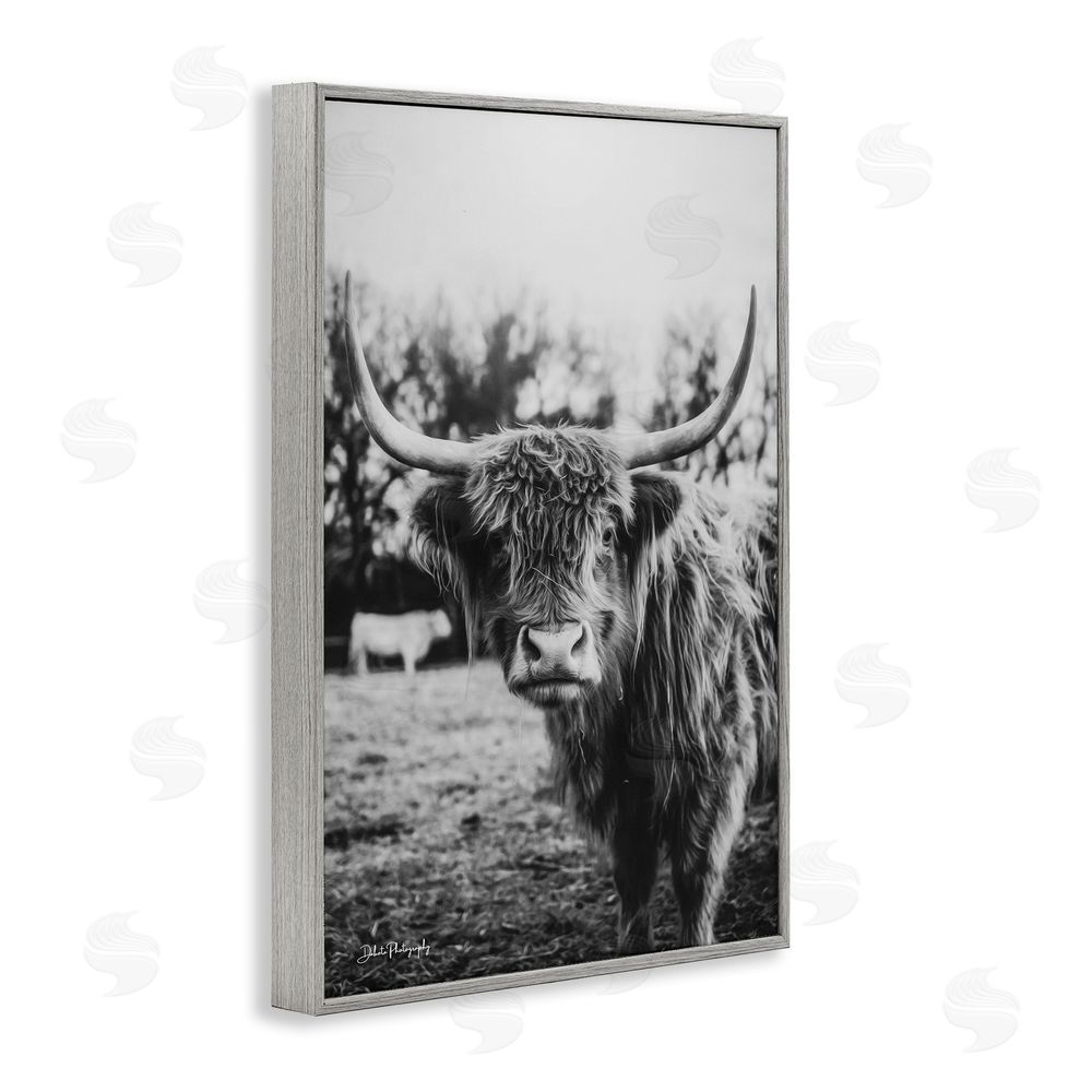 Dakota Diener Peering Highland Cattle Gray Framed Giclee Wall Art Print