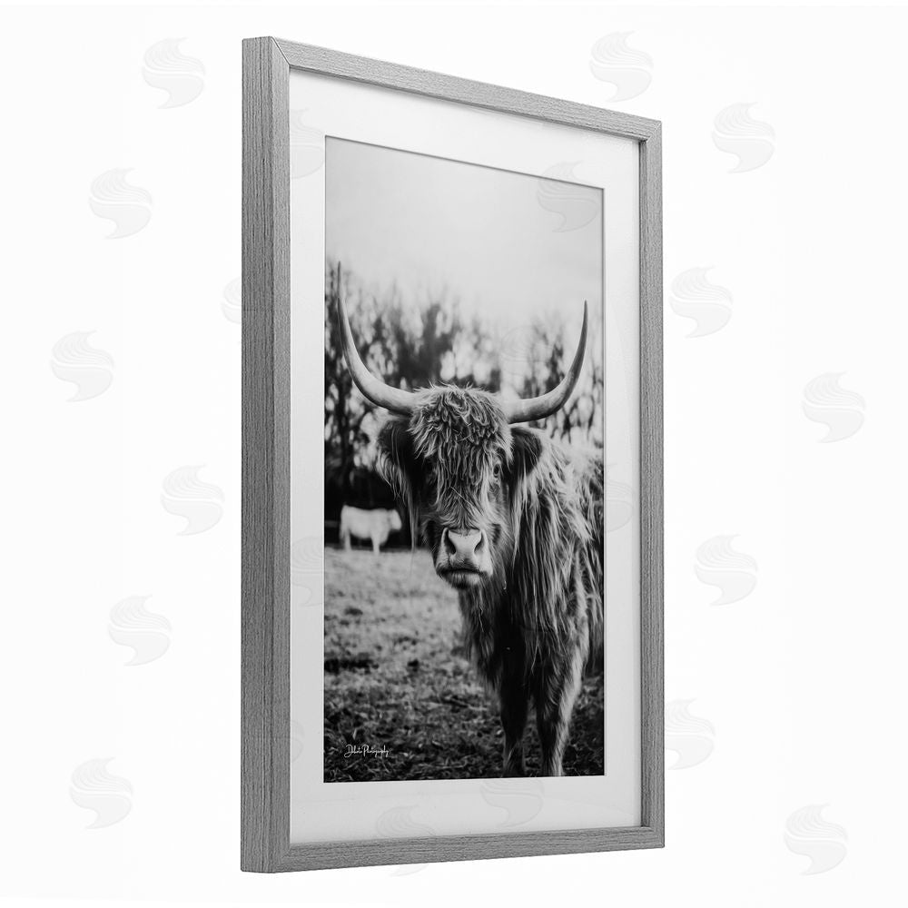 Dakota Diener Peering Highland Cattle Gray Framed Print Under Glass Wall Art