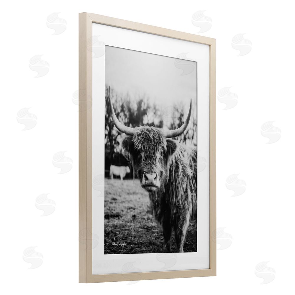 Dakota Diener Peering Highland Cattle Birch Framed Print Under Glass Wall Art