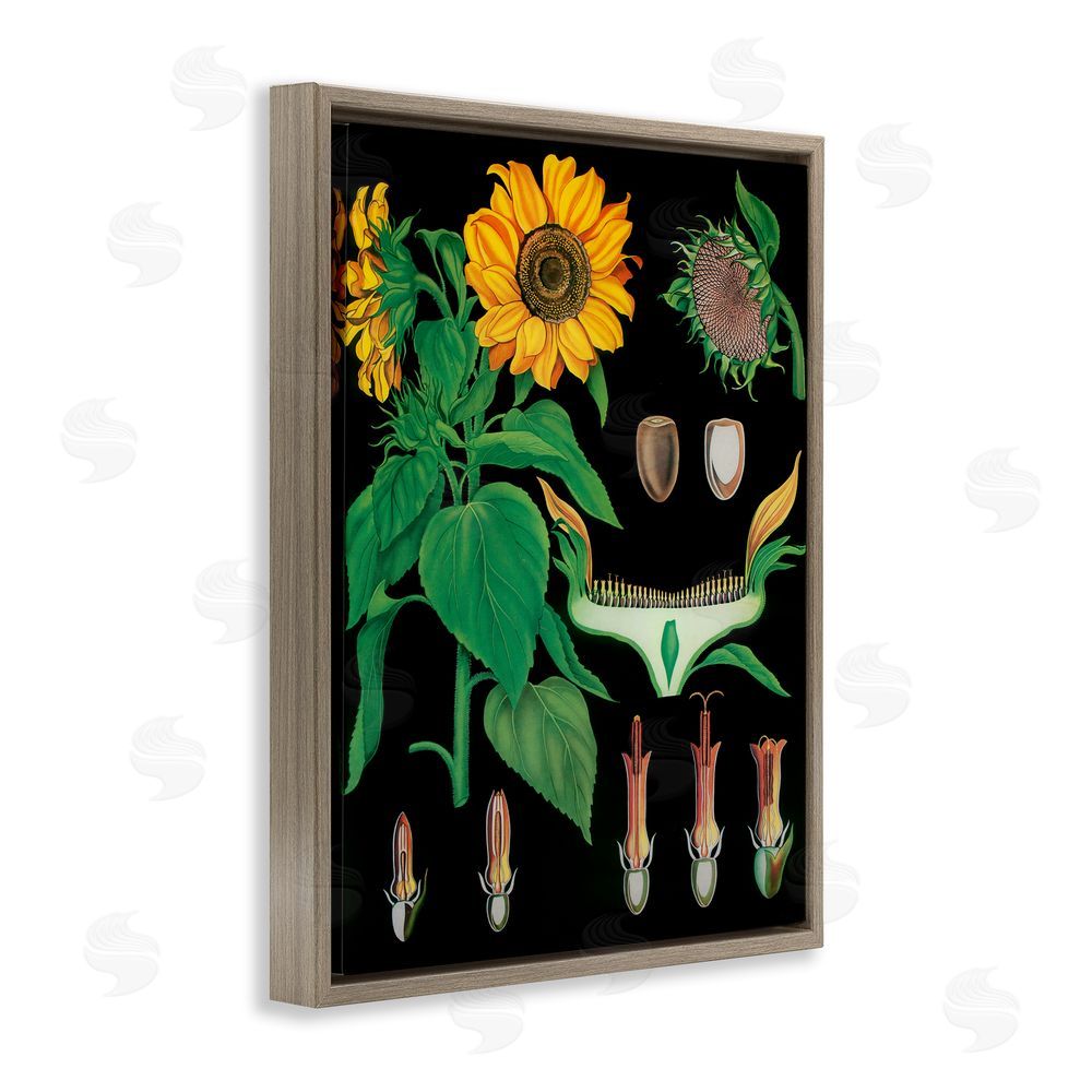 Vintage Hustle Sunflower Bulb Illustrations Brown Floating Frame Canvas Wall Art Print