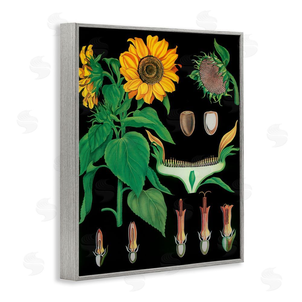 Vintage Hustle Sunflower Bulb Illustrations Gray Framed Giclee Wall Art Print