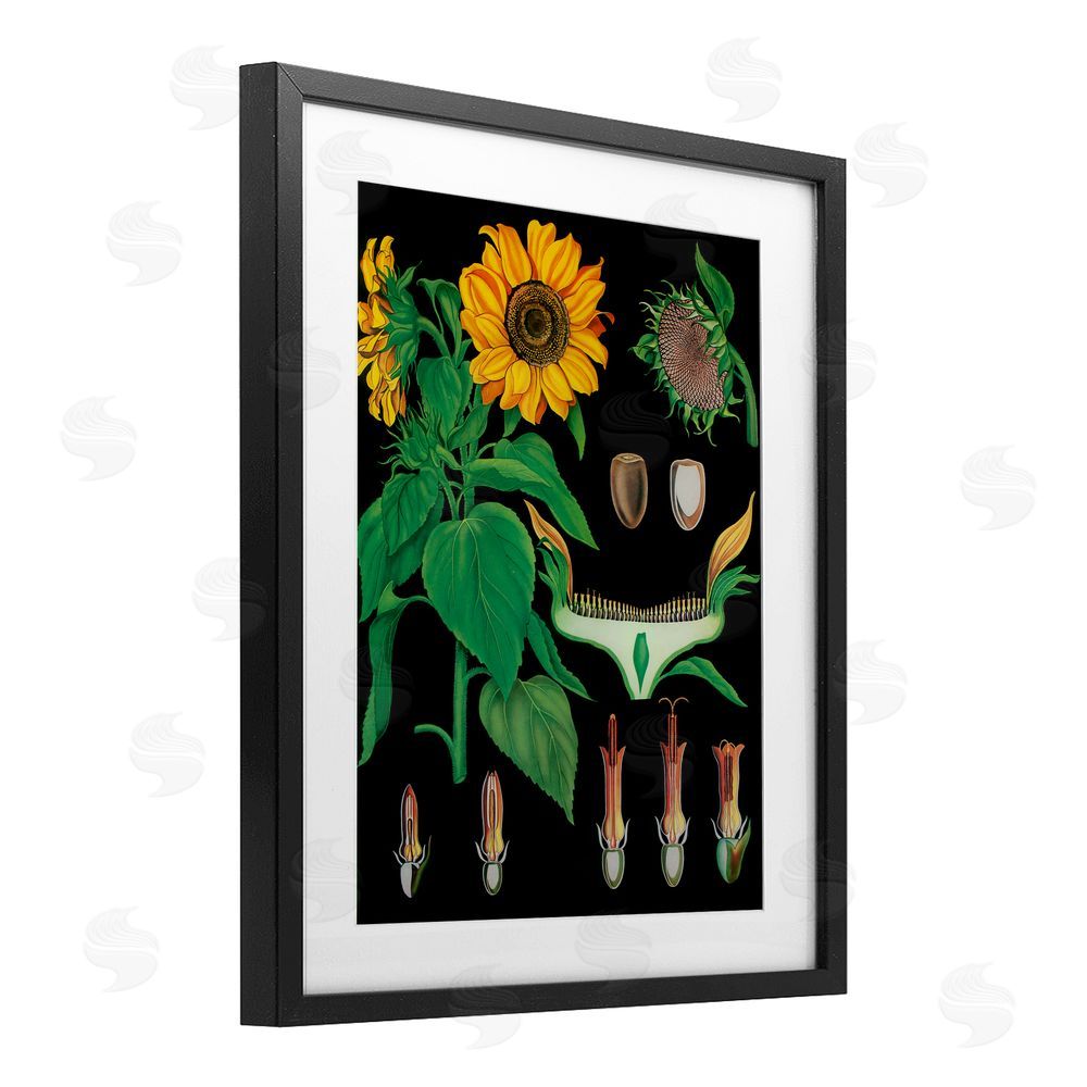 Vintage Hustle Sunflower Bulb Illustrations Black Framed Print Under Glass Wall Art