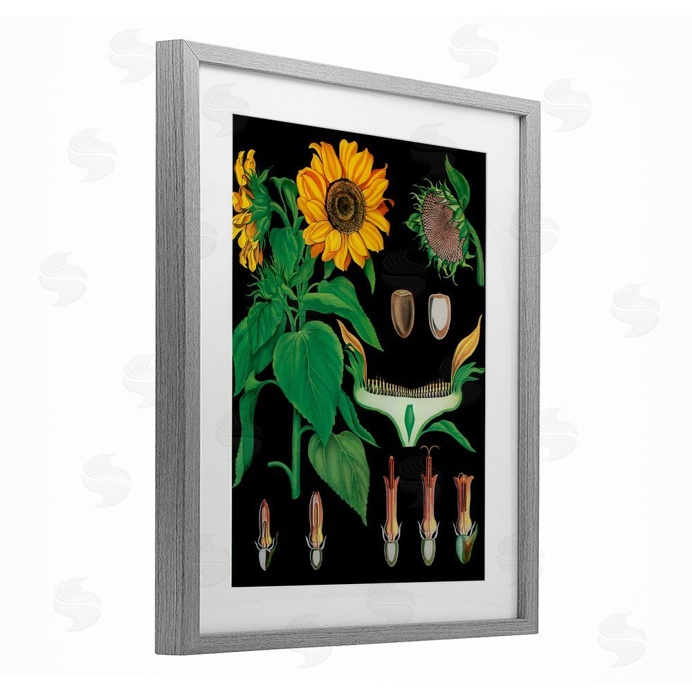 Vintage Hustle Sunflower Bulb Illustrations Gray Framed Print Under Glass Wall Art