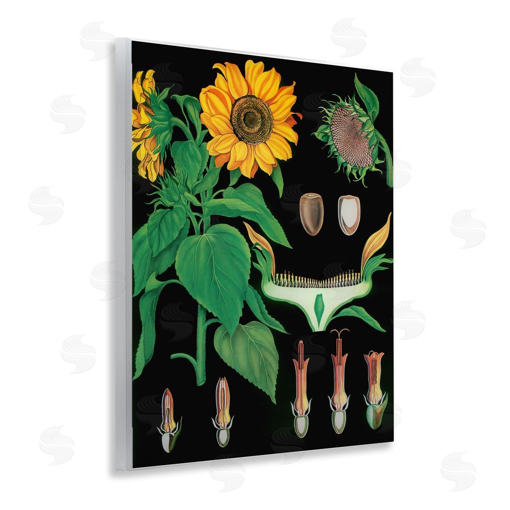 Vintage Hustle Sunflower Bulb Illustrations Wall Plaque Art Print