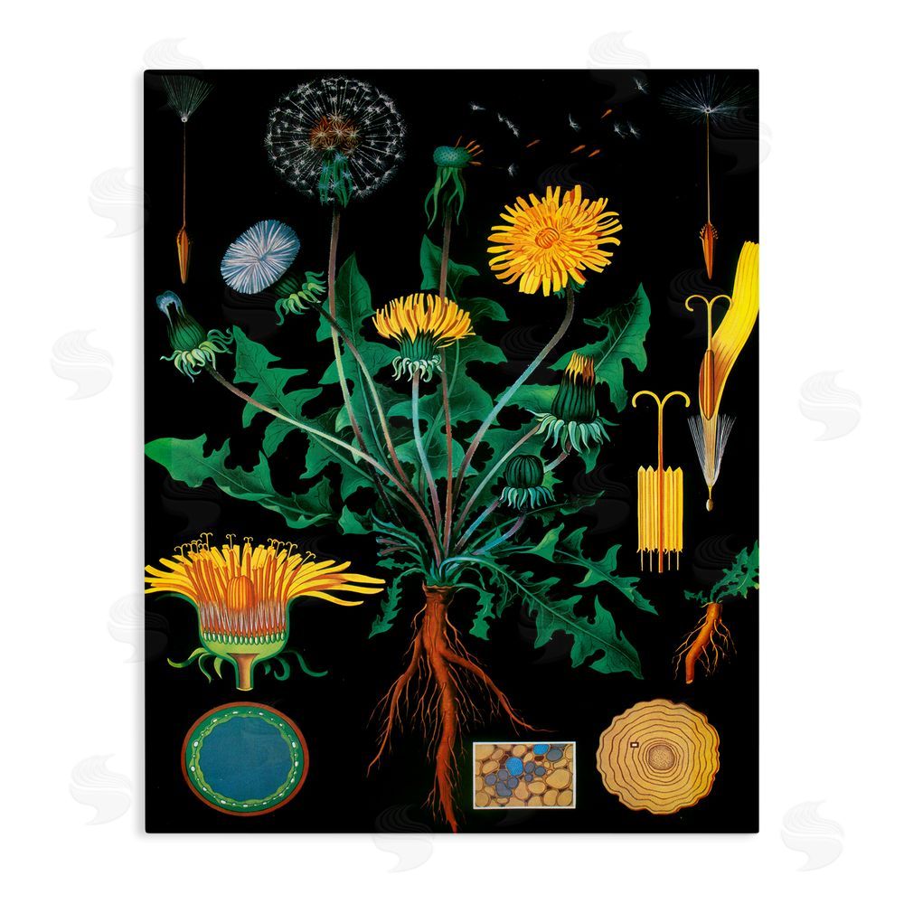 Vintage Hustle Dandelion Botanical Illustration Stretched Canvas Wall Art Print