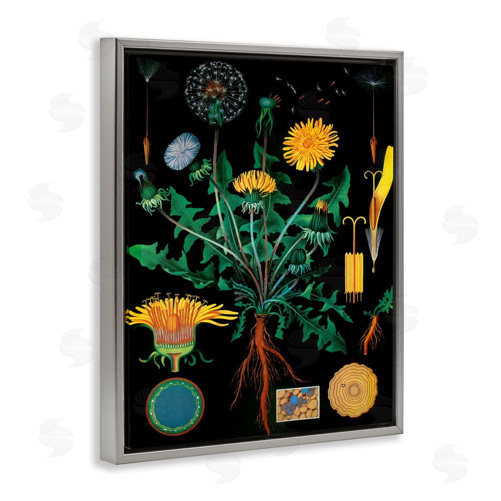 Vintage Hustle Dandelion Botanical Illustration Gray Floating Frame Wall Art Print
