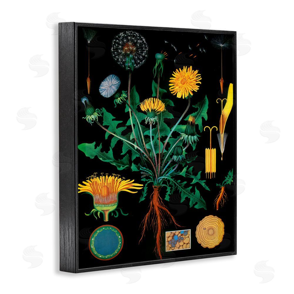 Vintage Hustle Dandelion Botanical Illustration Black Framed Giclee Wall Art Print
