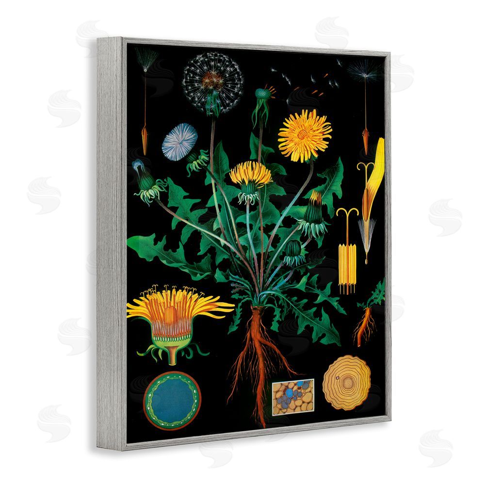 Vintage Hustle Dandelion Botanical Illustration Gray Framed Giclee Wall Art Print
