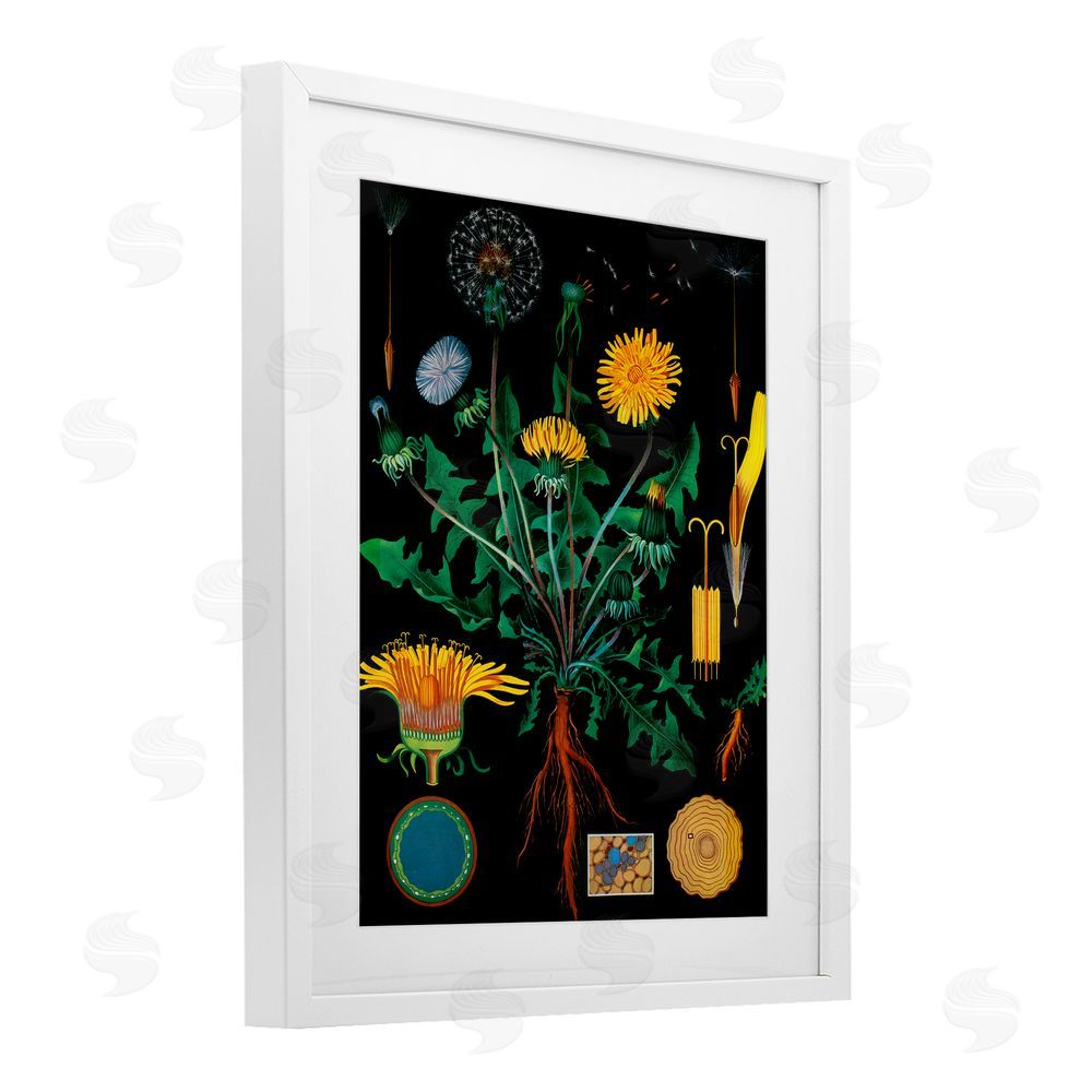 Vintage Hustle Dandelion Botanical Illustration White Framed Print Under Glass Wall Art
