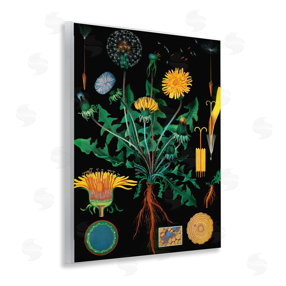 Vintage Hustle Dandelion Botanical Illustration Wall Plaque Art Print