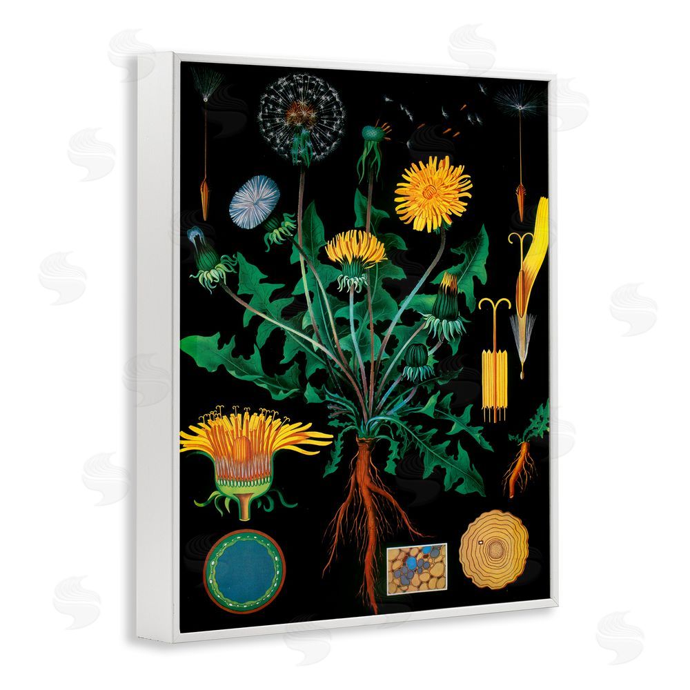 Vintage Hustle Dandelion Botanical Illustration White Framed Giclee Wall Art Print