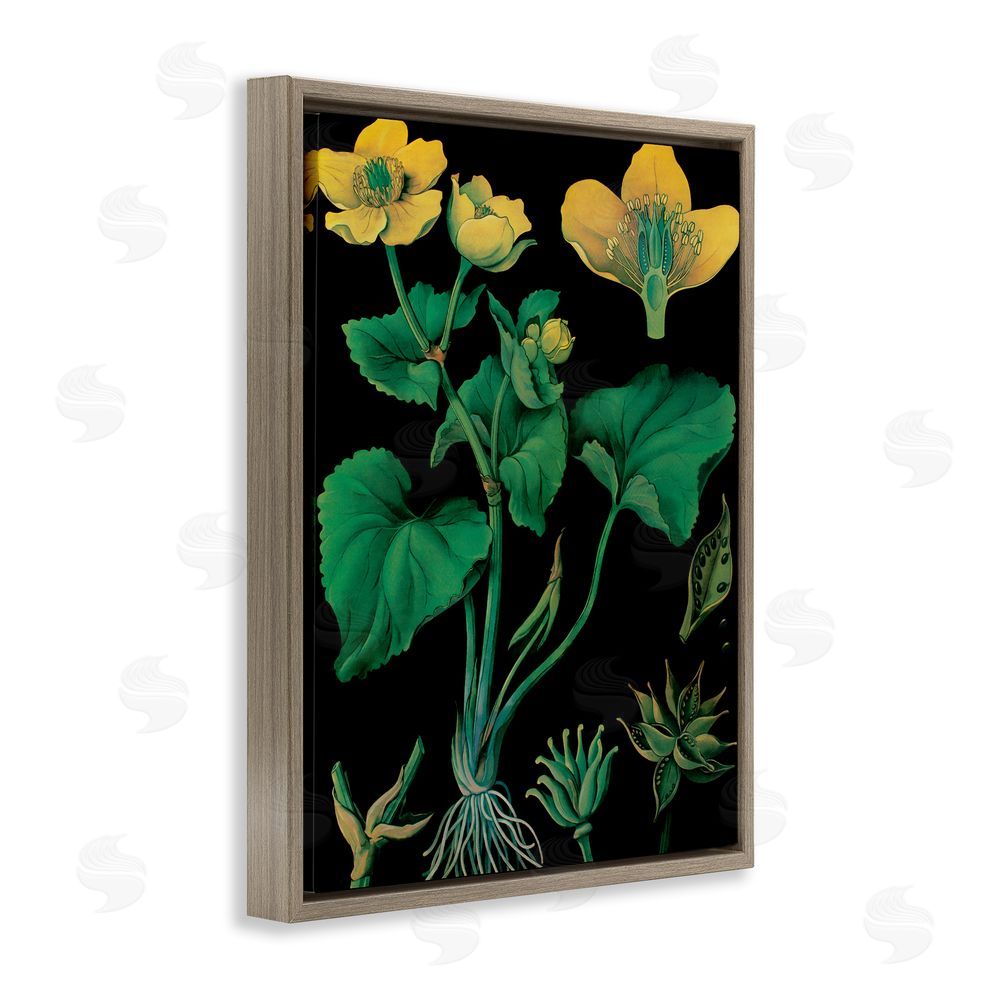 Vintage Hustle Marsh Marigold Illustration Study Brown Floating Frame Canvas Wall Art