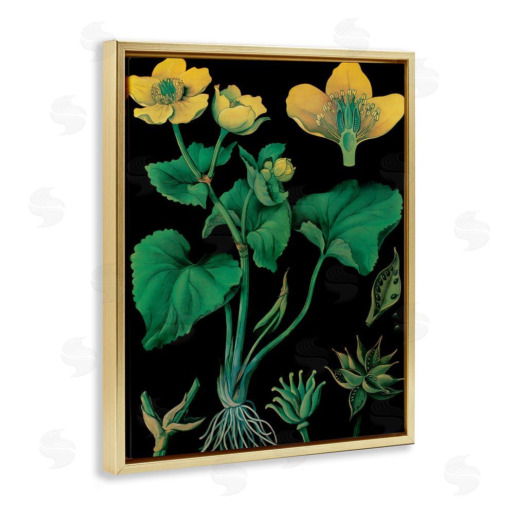 Vintage Hustle Marsh Marigold Illustration Study Gold Floating Frame Canvas Wall Art