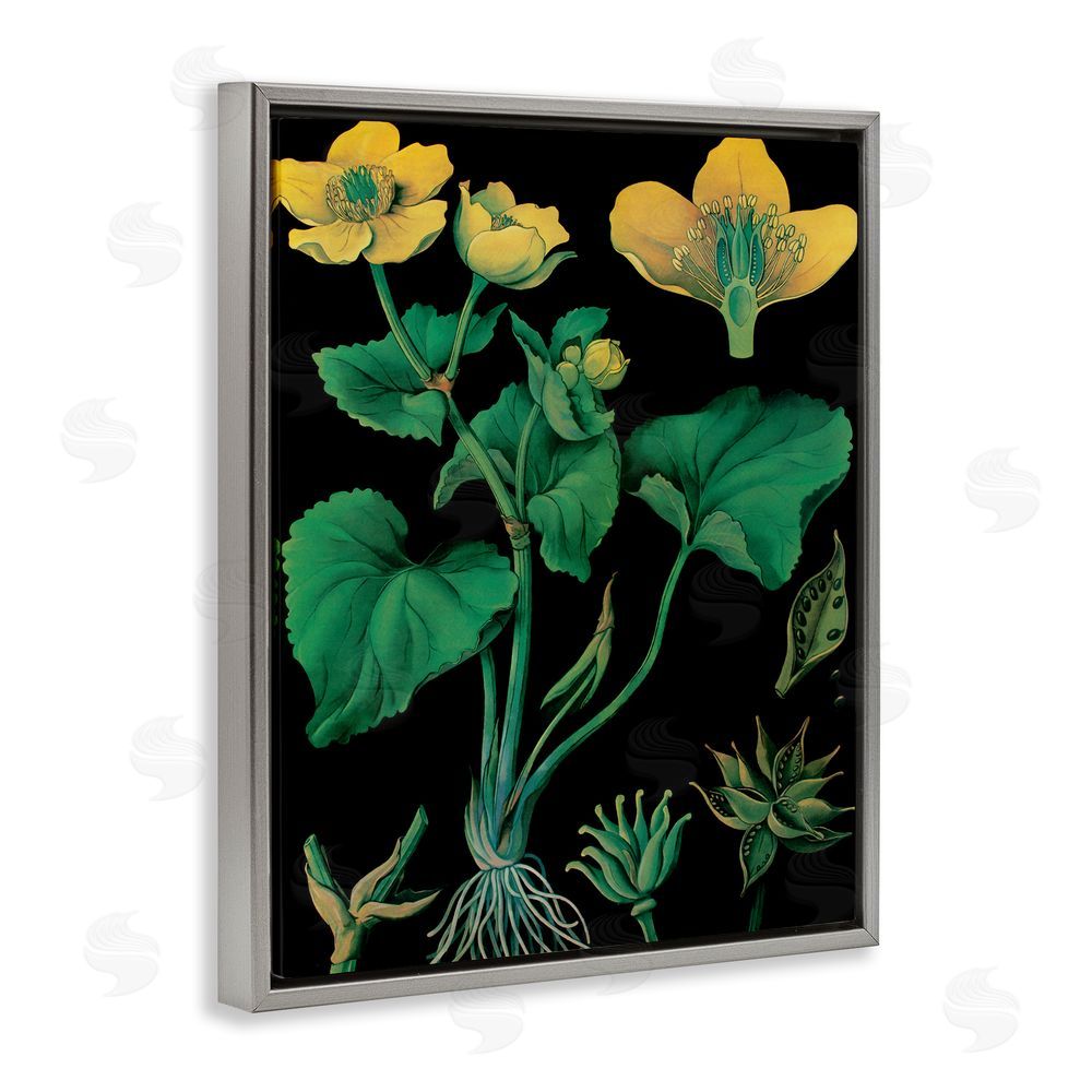 Vintage Hustle Marsh Marigold Illustration Study Gray Floating Frame Canvas Wall Art