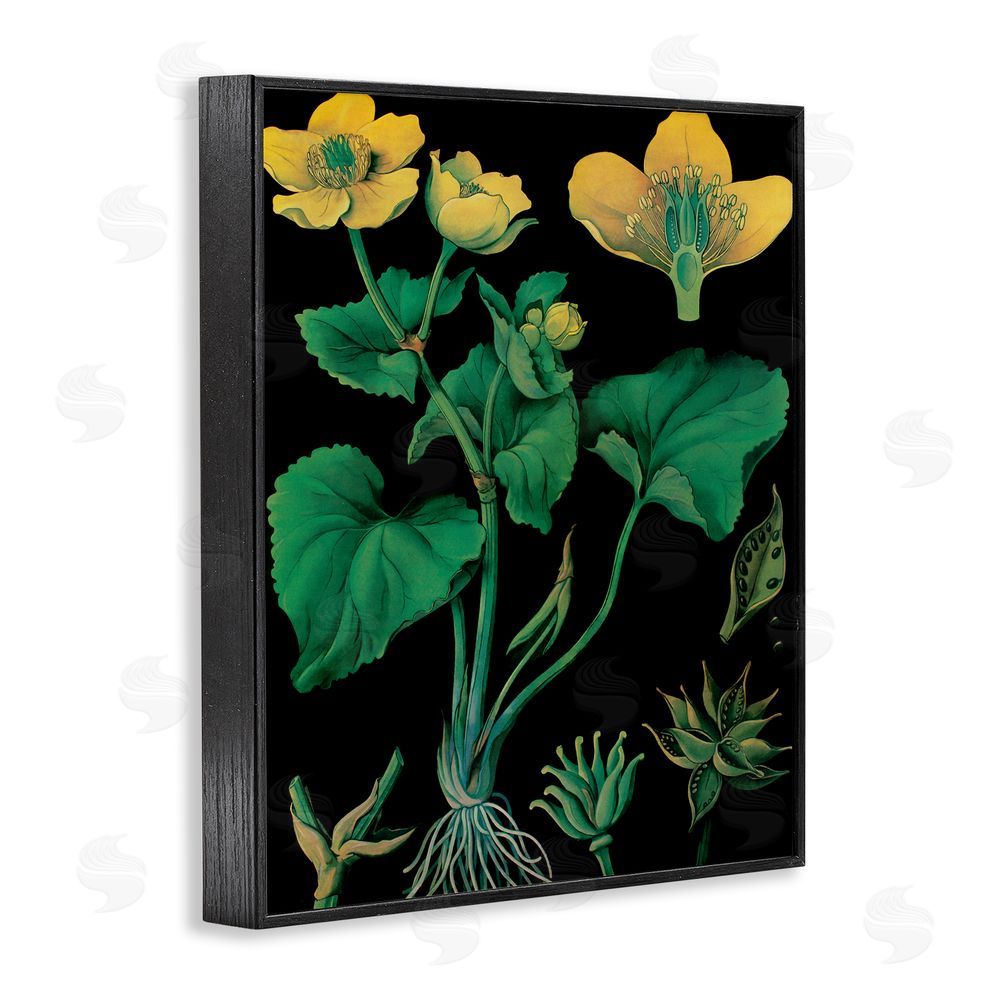 Vintage Hustle Marsh Marigold Illustration Study Blacked Framed Giclee Wall Art Print