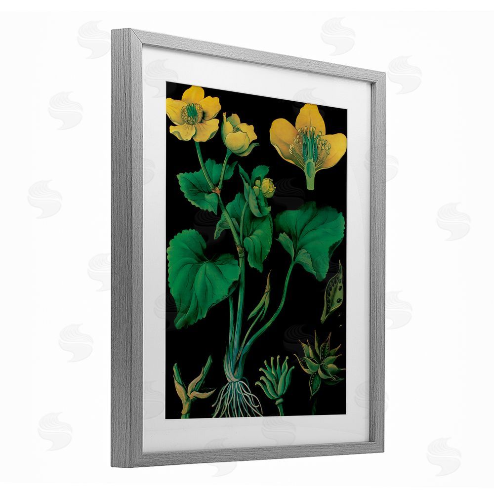 Vintage Hustle Marsh Marigold Illustration Study Gray Framed Print Under Glass with Mat Wall Art