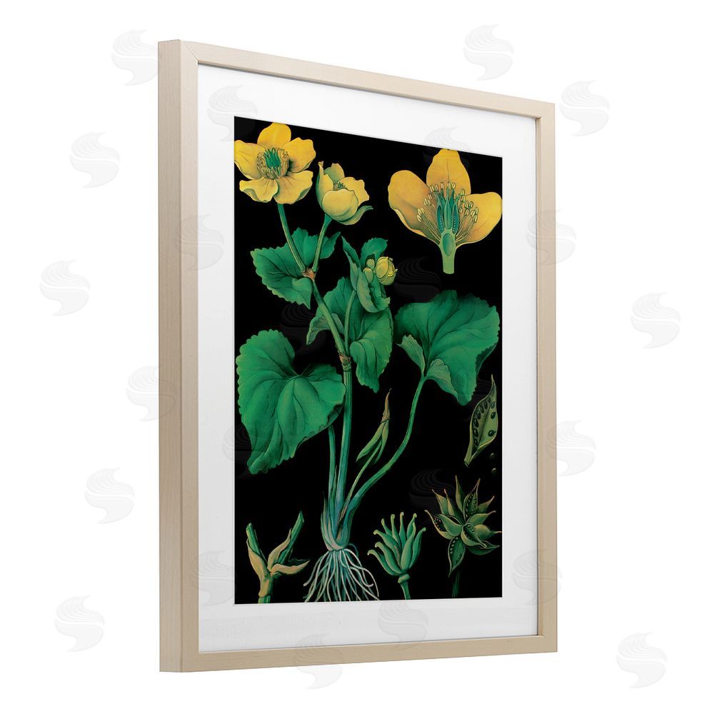 Vintage Hustle Marsh Marigold Illustration Study Brown Framed Print Under Glass with Mat Wall Art