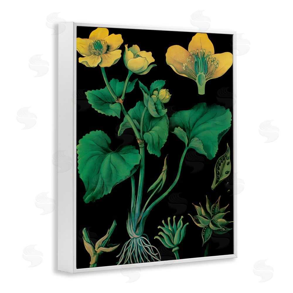 Vintage Hustle Marsh Marigold Illustration Study White Framed Giclee Wall Art Print