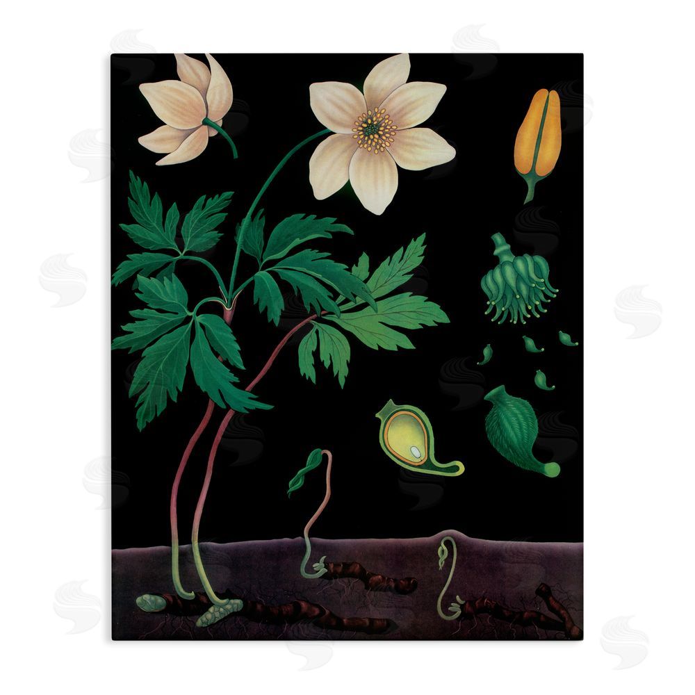 Vintage Hustle Sprouting Wildflower Illustrations Stretched Canvas Wall Art Print