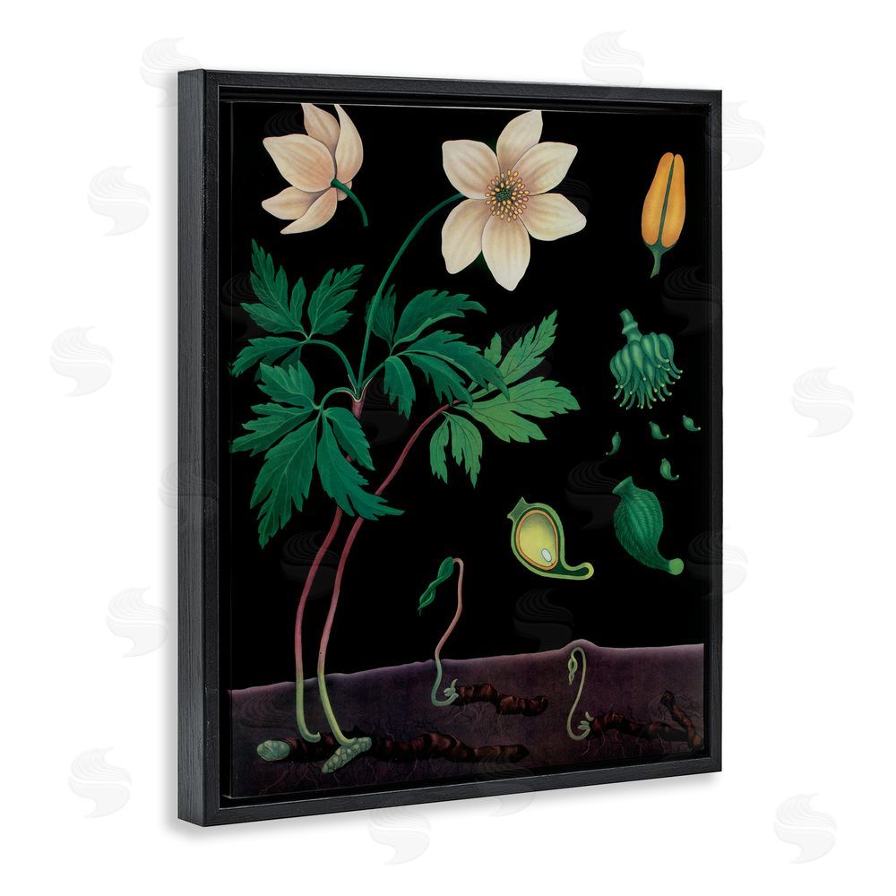 Vintage Hustle Sprouting Wildflower Illustrations Black Floating Frame Canvas Wall Art Print
