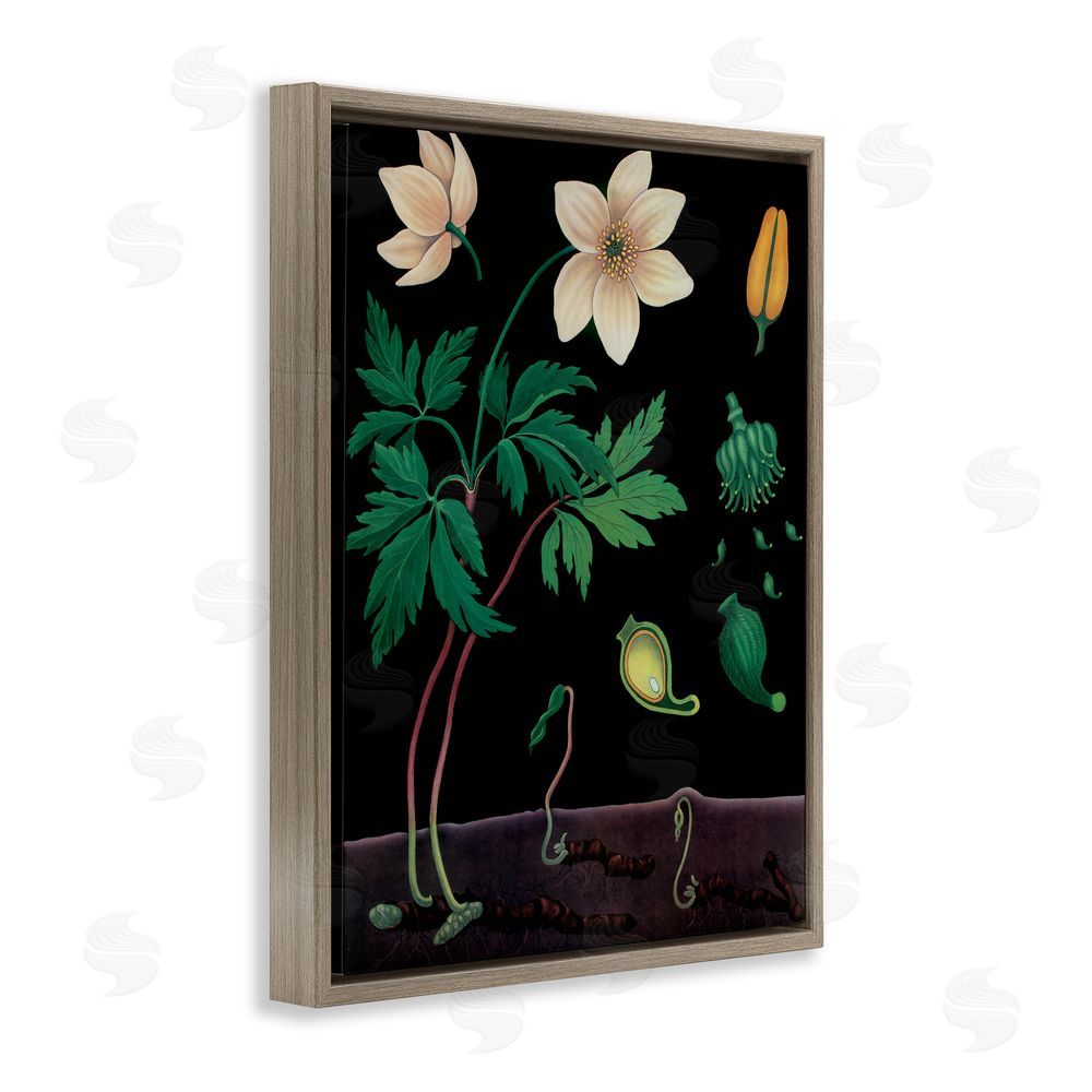 Vintage Hustle Sprouting Wildflower Illustrations Brown Floating Frame Canvas Wall Art Print