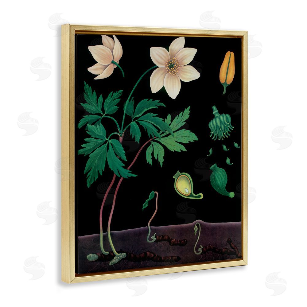 Vintage Hustle Sprouting Wildflower Illustrations Gold Floating Frame Canvas Wall Art Print