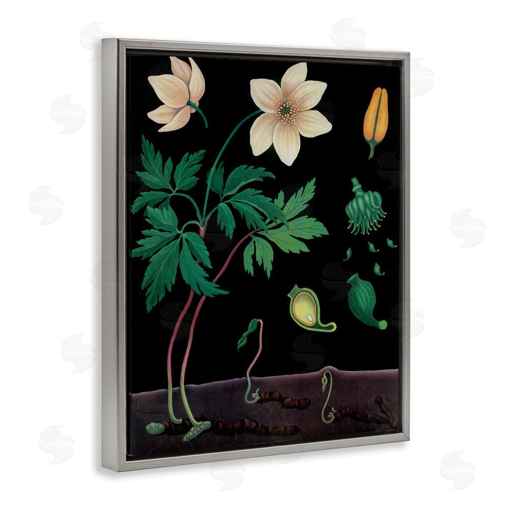 Vintage Hustle Sprouting Wildflower Illustrations Gray Floating Frame Canvas Wall Art Print