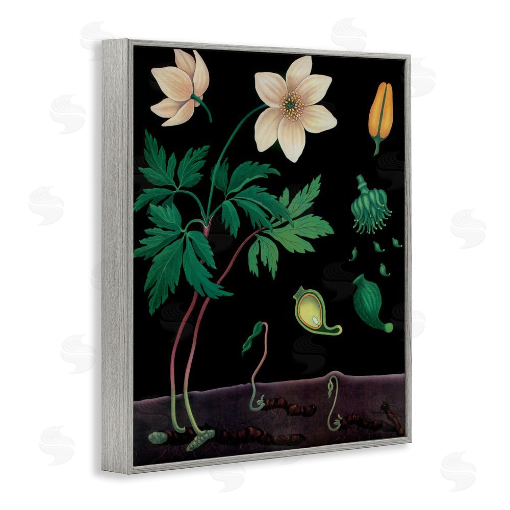 Vintage Hustle Sprouting Wildflower Illustrations Gray Framed Giclee Wall Art Print