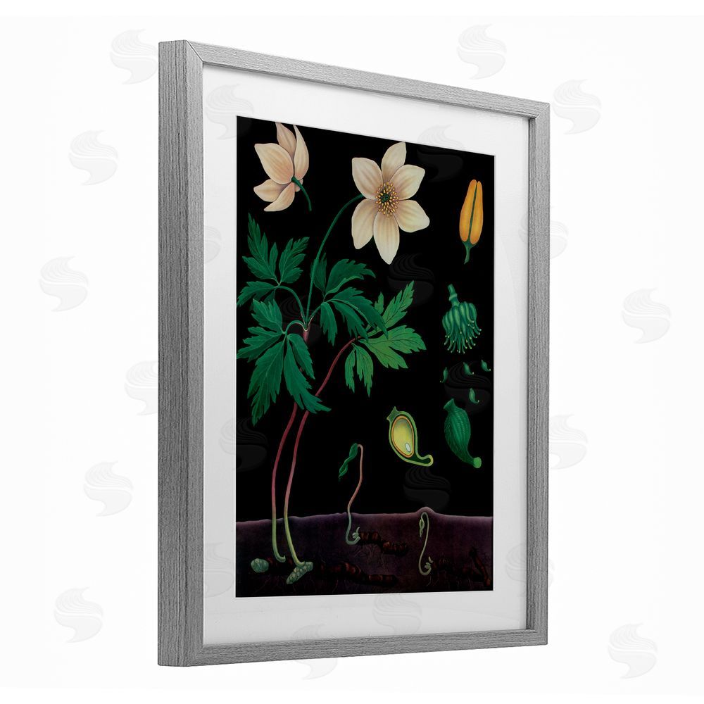 Vintage Hustle Sprouting Wildflower Illustrations Gray Framed Print Under Glass Wall Art