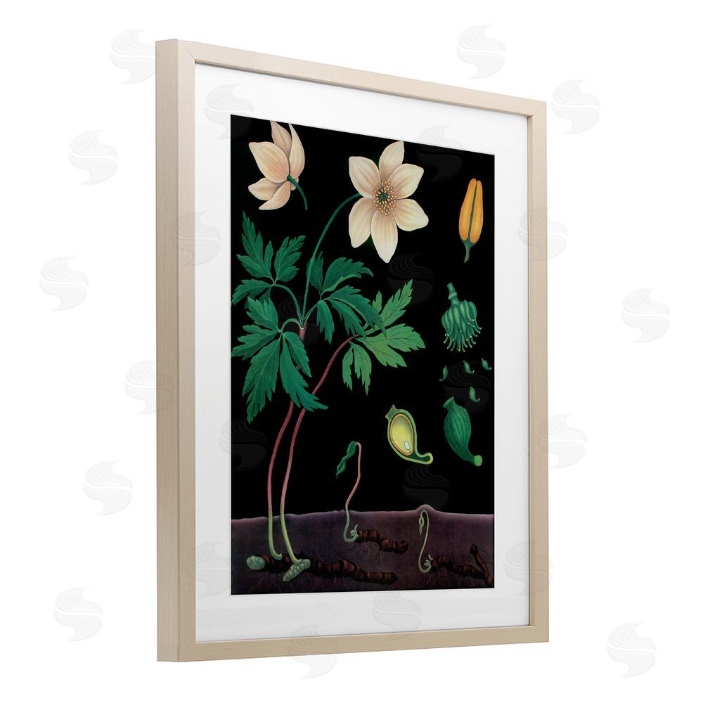 Vintage Hustle Sprouting Wildflower Illustrations Brown Framed Print Under Glass Wall Art