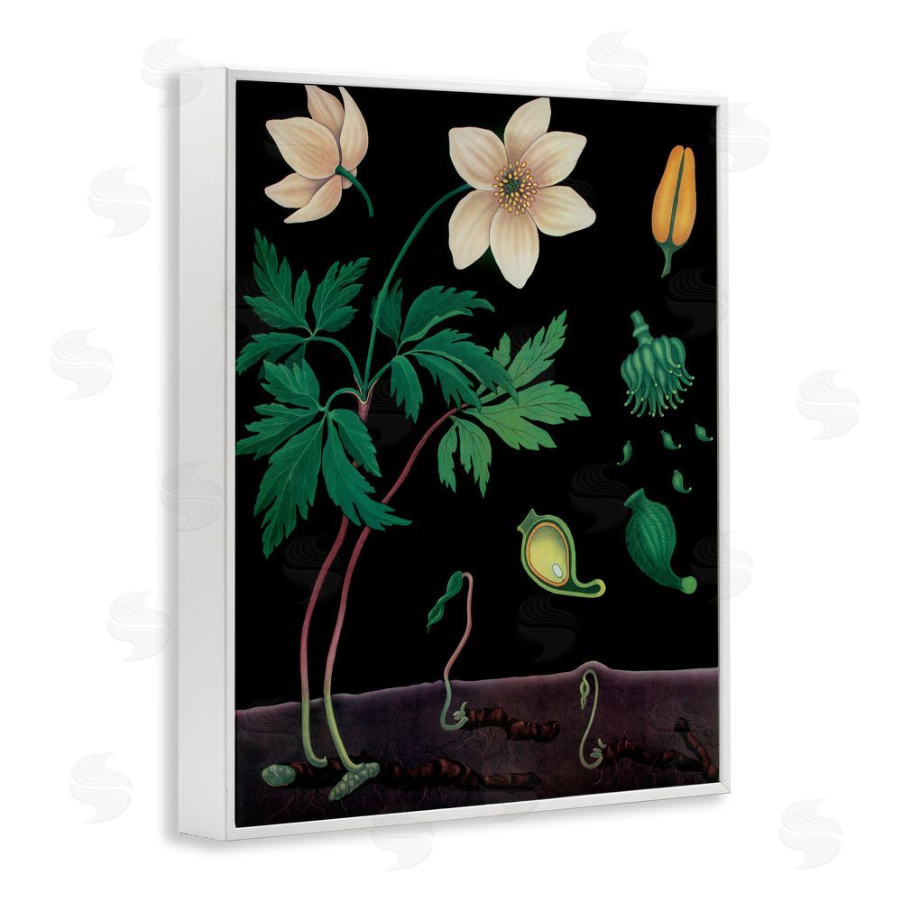 Vintage Hustle Sprouting Wildflower Illustrations White Framed Giclee Wall Art Print