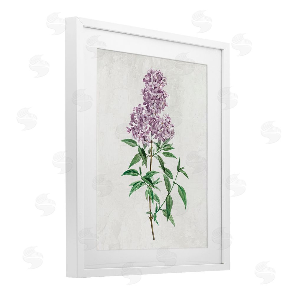 Kim Allen Lilac Blossoms Blooms White Framed Print Under Glass with Mat Wall Art
