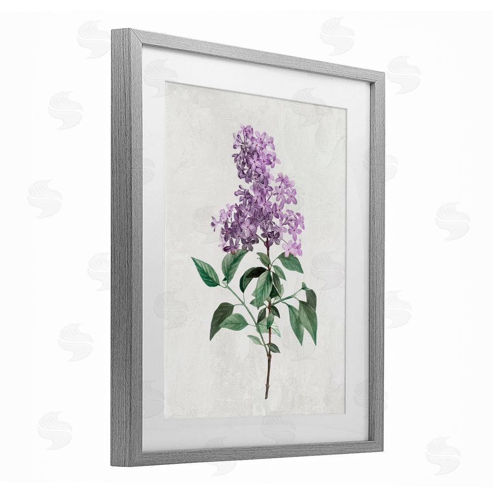 Kim Allen Lilac Herb Blossoms Gray Framed Print Under Glass with Mat Wall Art