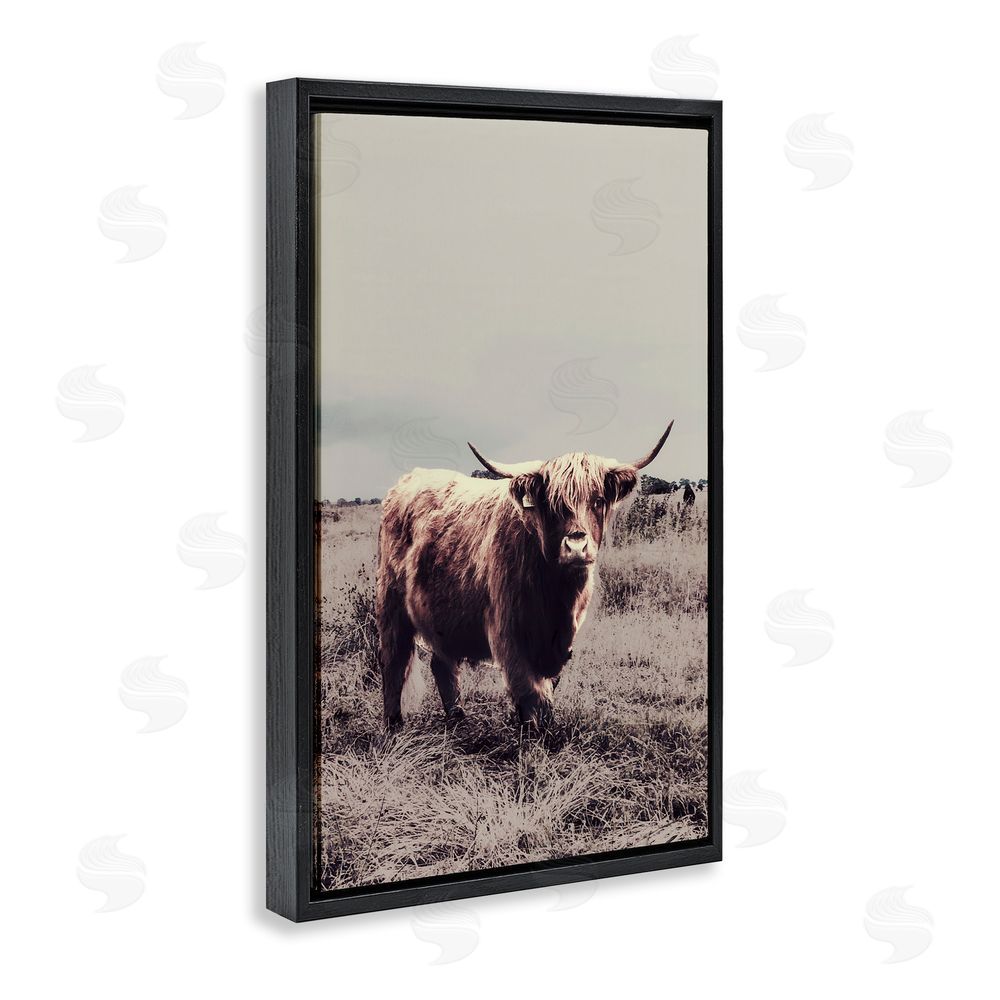 Sundance Graphics Horned Cattle in Pasture Black Floating Frame Canvas Wall Art Print