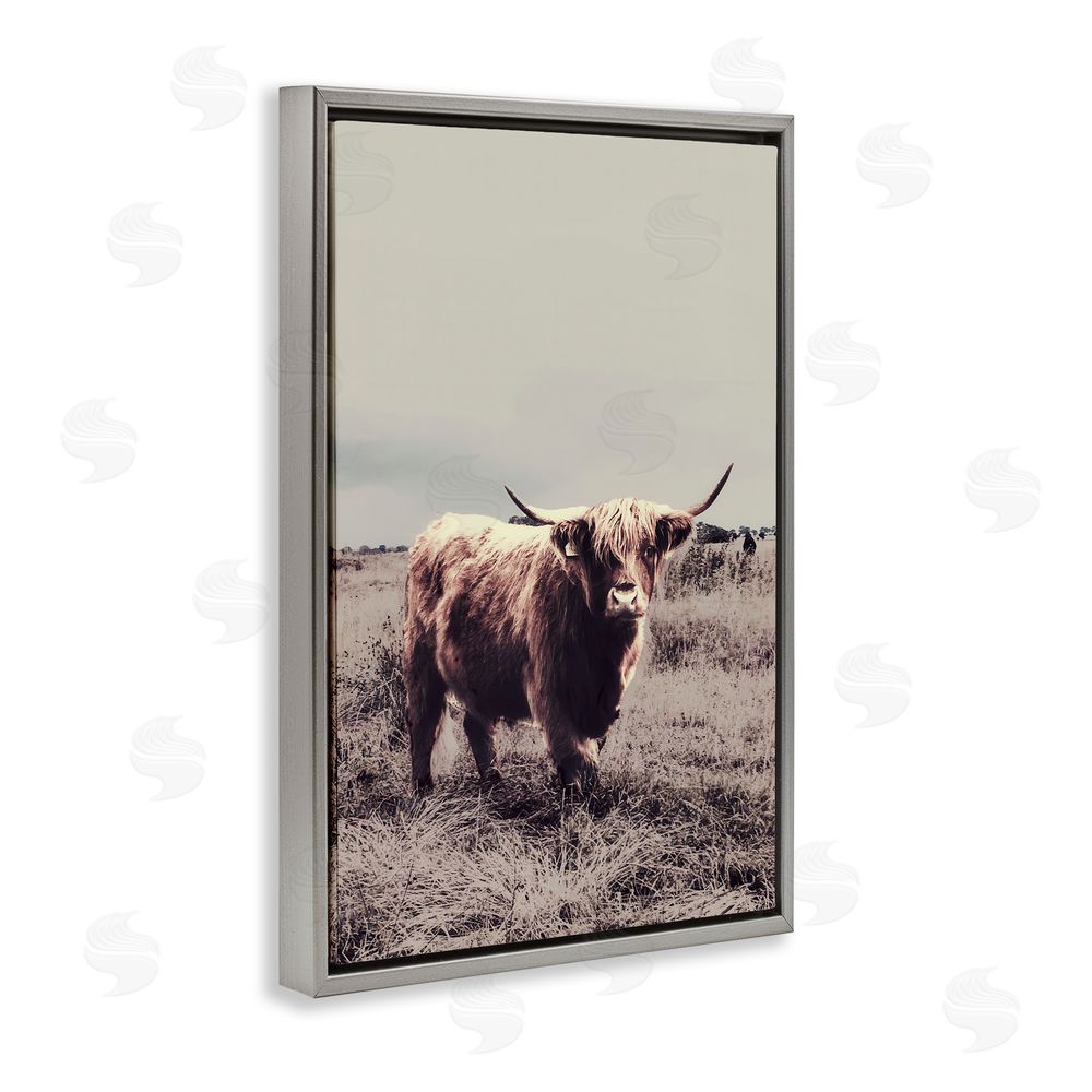 Sundance Graphics Horned Cattle in Pasture Gray Floating Frame Canvas Wall Art Print