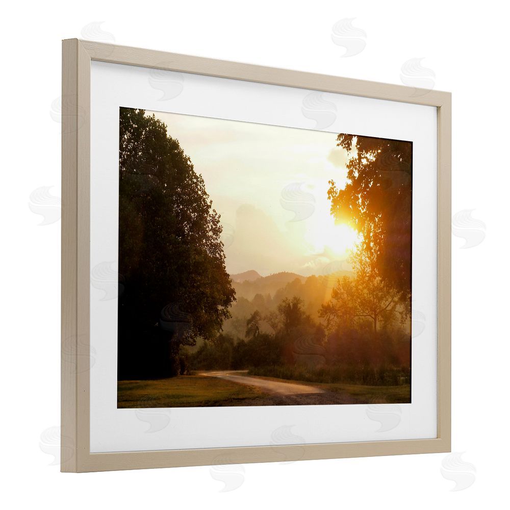 Sundance Graphics Golden Morning Between Trees Birch Framed Print Under Glass Wall Art