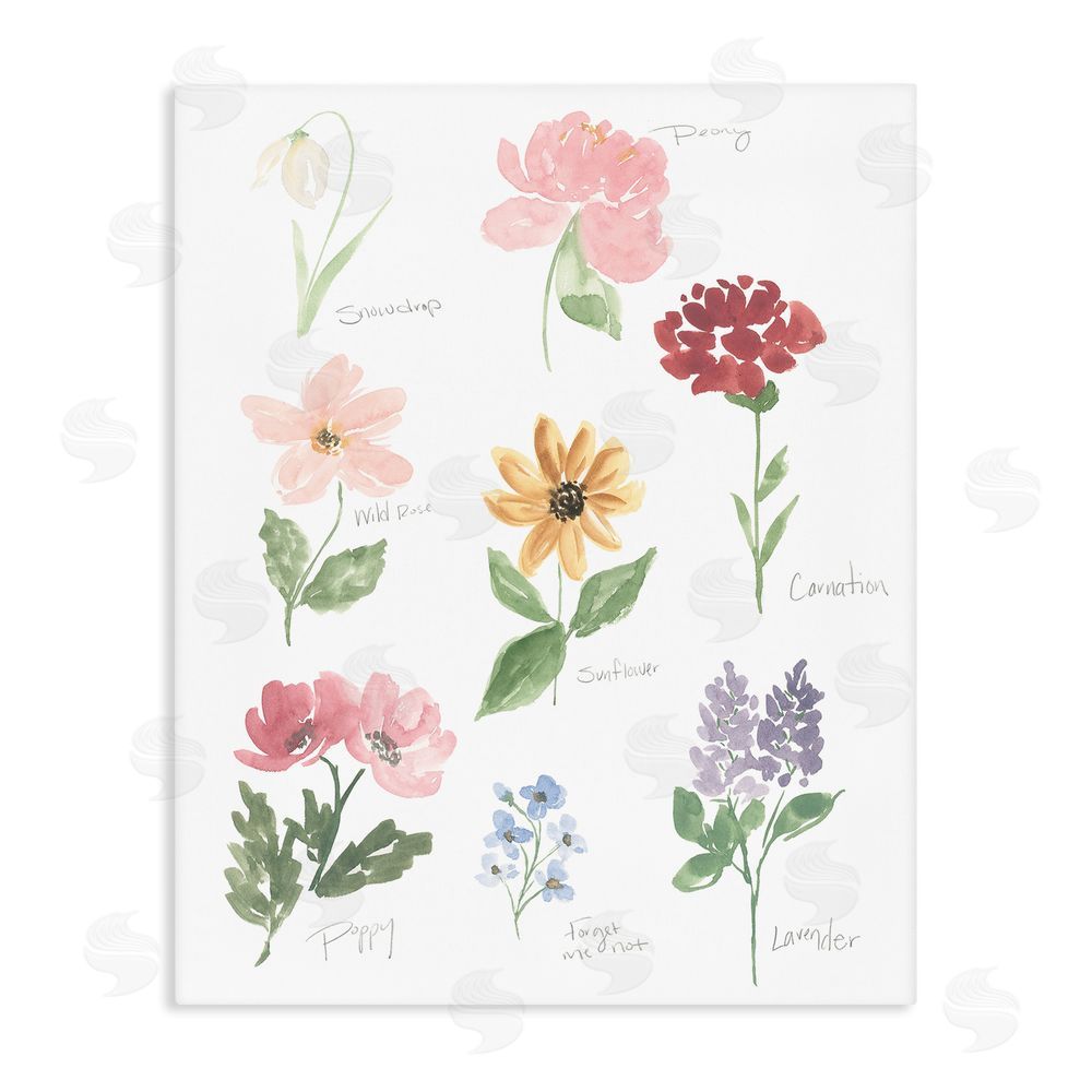 Sundance Graphics Labeled Flower Varieties Canvas Wall Art Print