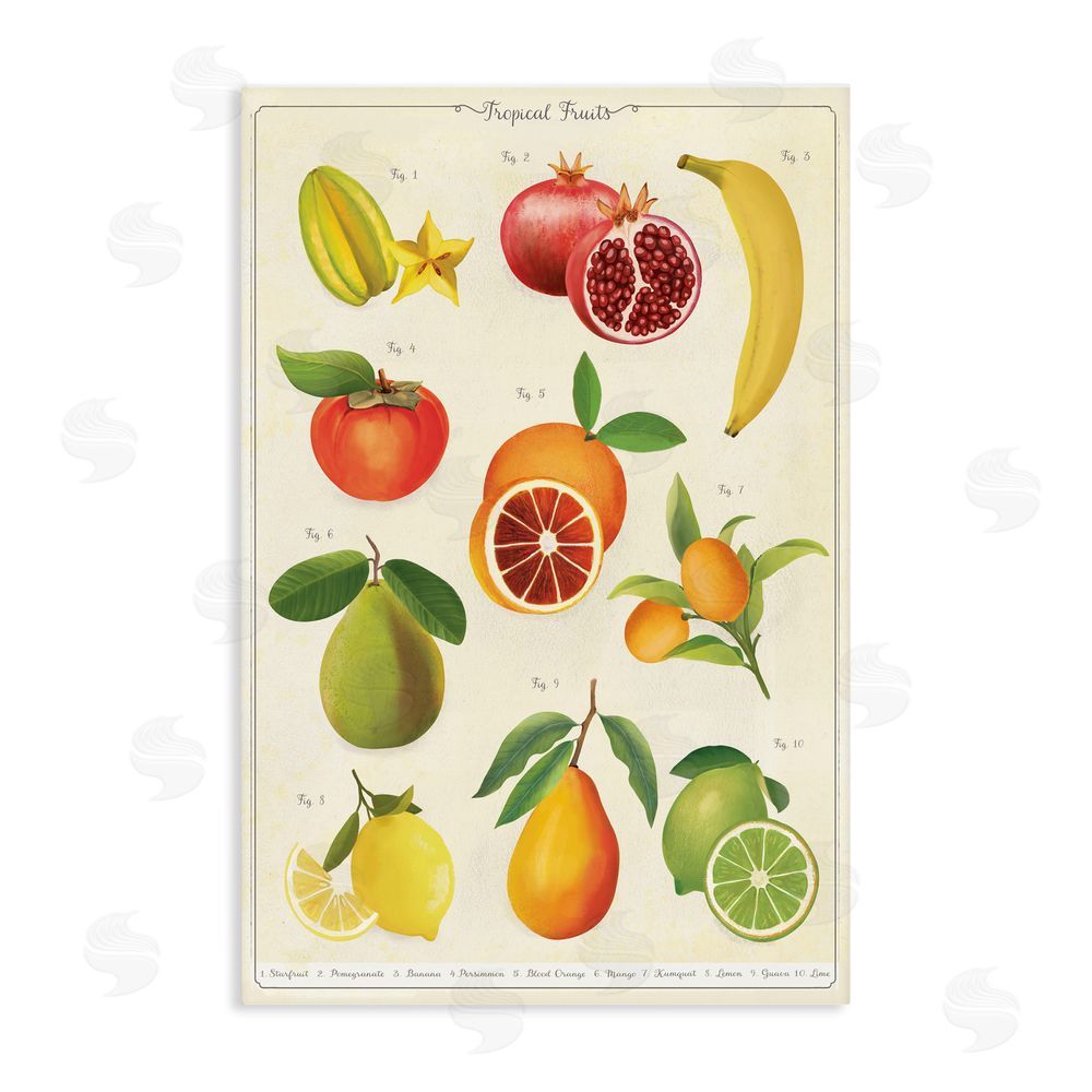 Diane Neukirch Vintage Tropical Fruit Studies Stretched Canvas Wall Art Print