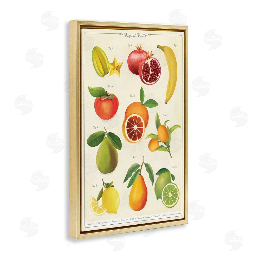 Diane Neukirch Vintage Tropical Fruit Studies Gold Floating Framed Canvas Wall Art Print