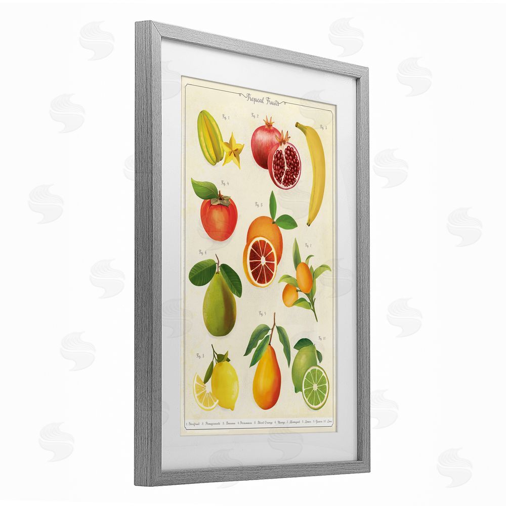 Diane Neukirch Vintage Tropical Fruit Studies Gray Framed Print Under Glass with White Mat Wall Art