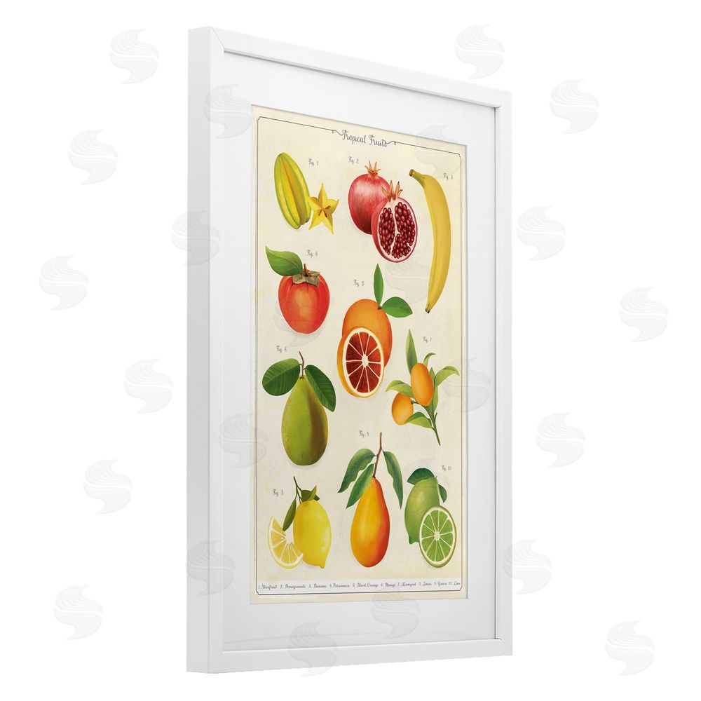 Diane Neukirch Vintage Tropical Fruit Studies White Framed Print Under Glass with White Mat Wall Art