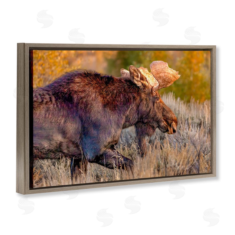 Shelley Carlisle Bull Moose At Dusk Brown Floating Frame Canvas Wall Art Print